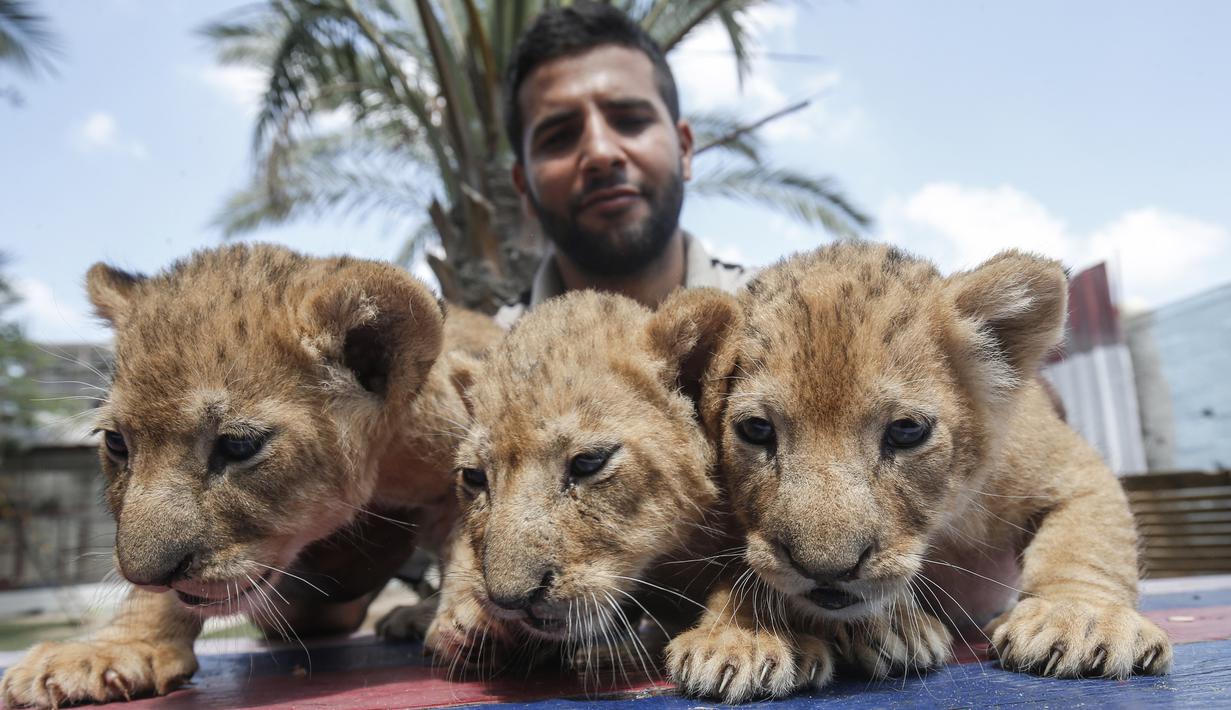 Foto Menggemaskannya 3 Bayi Singa Yang Baru Lahir Di Gaza