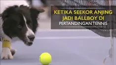 Pemandangan tak biasa terjadi di dunia tenis. Peran vital seorang ballboy digantikan oleh seekor anjing
