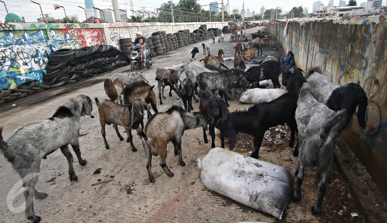 Puluhan kambing berkeliaran di jalur inspeksi Kanal Banjir Barat, Jakarta, Rabu (17/2). Kurangnya ruang terbuka hijau membuat peternak terpaksa mengembalakan hewan ternaknya di tempat yang tidak semestinya. (Liputan6.com/Immanuel Antonius)