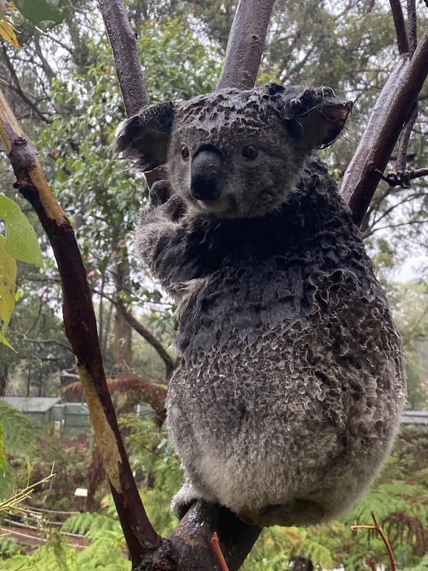 Koala yang kebasahan berada di Australian Reptile Park, Somersby, Australia, 17 Januari 2020. Tim penyelamat harus berlomba dengan kobaran api untuk menyelamatkan hewan asli Australia tersebut. (Handout/AUSTRALIAN REPTILE PARK/AFP)