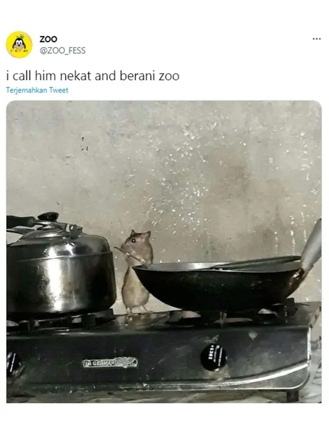 7 Tingkah Laku Tikus saat Tertangkap Kamera Ini Bikin Geleng Kepala