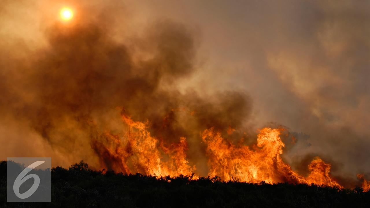 20151019-Ilustrasi-Kebakaran-Hutan