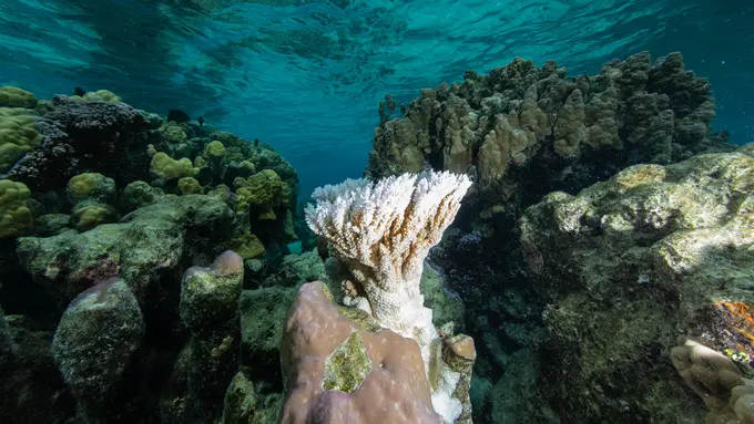 Melindungi Kelestarian Lingkungan