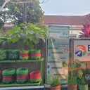 Gang Sempit Jadi Kebun Sayur, Kelompok Tani Timoho Ngeremboko Rasakan Manfaat BRInita