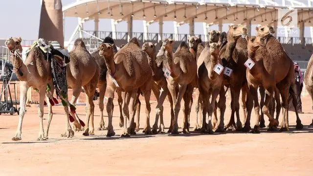 VIDEO: Puluhan Ribu Unta Ikut Kontes Kecantikan di Arab Saudi