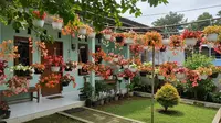 10 Jenis Tanaman Hias Berbunga Kecil untuk Teras Rumah yang Cantik dan Mudah Dirawat