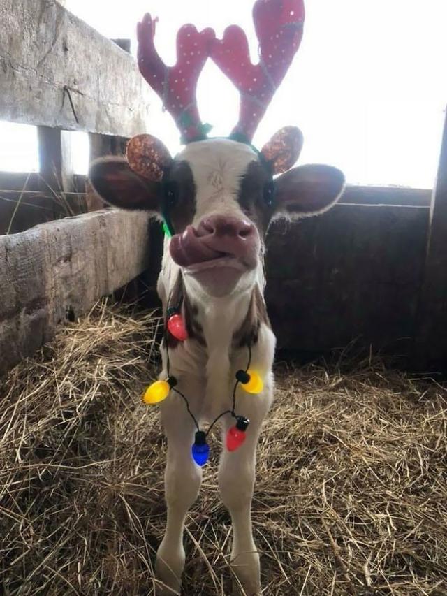 7 Potret Kocak Hewan Saat Natal, Heboh Banget