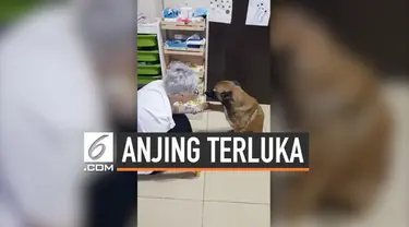 Seorang apoteker didatangi oleh seekor anjing yang terluka. Hewan tersebut meminta untuk diobati. Setelahnya, sang anjing seakan mengucapkan terima kasih.