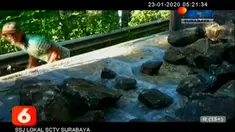 Bongkahan batu bekas longsor dijadikan sebagai sumber pencaharian sejumlah warga Pacitan, Jawa Timur. Warga mengaku, penghasilan yang diraup cukup besar. Satu truk batu mampu menghasilkan Rp. 400 - 450 ribu  per setor.