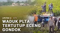 Dampak musim kemarau tidak cuma menyebabkan kekeringan, tapi juga memicu hama eceng gondok yang semakin memenuhi waduk PLTA Saguling.