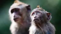 Monyet ekor panjang berada di Sacred Monkey Forest atau yang lebih dikenal dengan Monkey Forest di Ubud, Bali pada 16 November 2018. Keunikan hutan ini adalah terdapatnya ratusan Kera Bali ekor panjang yang bebas berkeliaran di alam. (GABRIEL BOUYS/AFP)