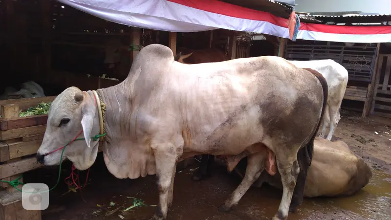 Sapi seharga kisaran Rp 40 juta di Pasar Kambing