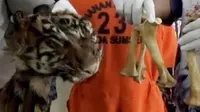 Tim Reserse Polda Sumatera Selatan menangkap seorang pemilik kulit harimau lengkap dengan tulang-tulang.