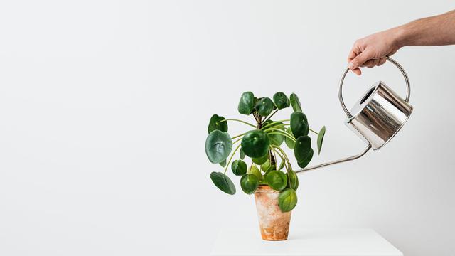 Ilustrasi tanaman hias