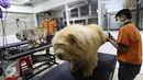 Seekor anjing dirawat di salon dan klinik hewan JakPetz, Jakarta, Kamis (30/6). Jelang lebaran, jumlah pelanggan di tempat tersebut meningkat 90%, dengan tarif Rp.100 ribu untuk kucing dan Rp.120 ribu untuk anjing perhari. (Liputan6.com/Immanuel Antonius)