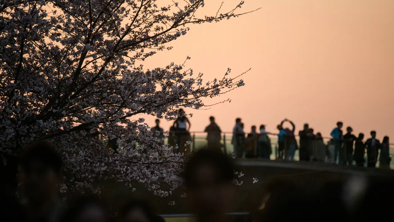Festival Bunga Musim Semi Yeouido