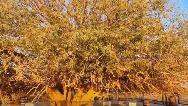 14 Abad Berlalu, Ini 6 Potret Pohon Sahabi Tempat Berteduh Rasulullah
