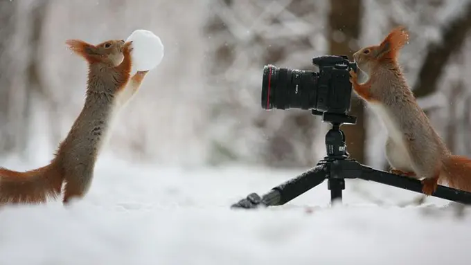 Bergaya ala Manusia, 23 Hewan Ini Lupa Kodratnya