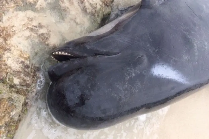 Paus pilot sirip pendek (Globicephala macrorhynchus) terdampar di Hamelin Bay, Australia Barat pada Jumat, 23 Maret 2018. Hanya 15 ekor yang hidup dan dilepaskan ke laut, sisanya mati. (Department of Biodiversity, Conservation and Attractions)