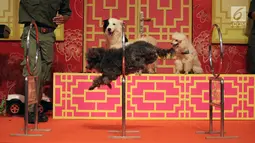 Pertunjukkan Dog Show pada pembukaan event Imlek "Lucky New Year, Lucky You" di salah satu pusat perbelanjaan di Jakarta, Jumat (2/2). Tahun Baru Imlek 2569 adalah Tahun Anjing Tanah. (Liputan6.com/Arya Manggala)