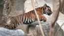 Seekor harimau sumatera muda bermain di kandangnya di kebun binatang di Berlin, Jerman (22/11). Total empat anak Harimau Sumatera lahir pada 4 Agustus 2018, diberi nama Oscar, Willi, Seri dan Kiara. (AP Photo/Michael Sohn)