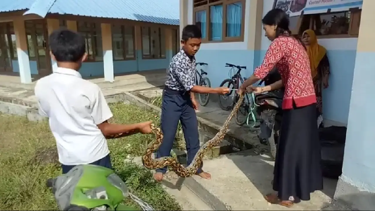 Aksi guru cantik tangkap ular Piton dengan tangan kosong (Fauzan/Liputan6.com)
