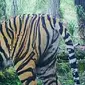 Harimau Bonita yang telah dievakuasi BBKSDA Riau dari Kabupaten Idnragiri Hilir karena memangsa manusia. (Liputan6.com/M Syukur)