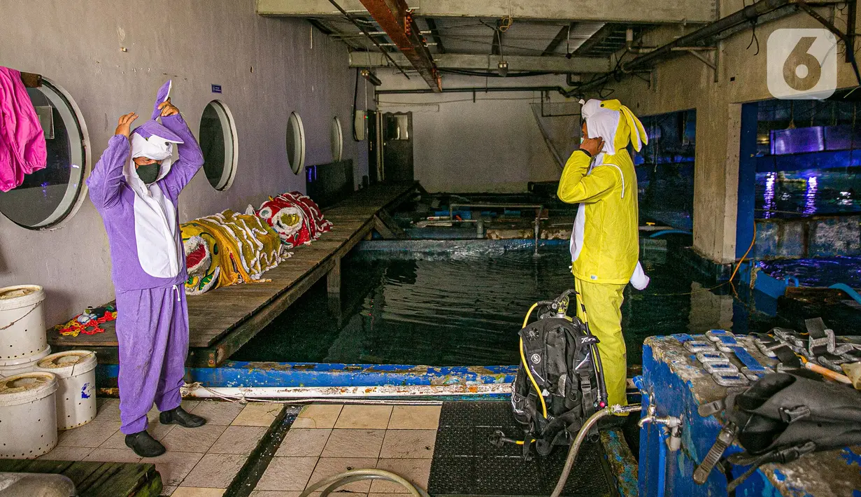 Penyelam dengan kostum kelici bersiap sebelum tampil dalam pertunjukan Rabbit Underwater Show In Mission Save The Ocean di Sea World Ancol Jakarta, Selasa (30/3/2021). Pertunjukan digelar untuk mengedukasi warga dalam menjaga ekosistem laut dari sampah atau polusi laut. (Liputan6.com/Faizal Fanani)