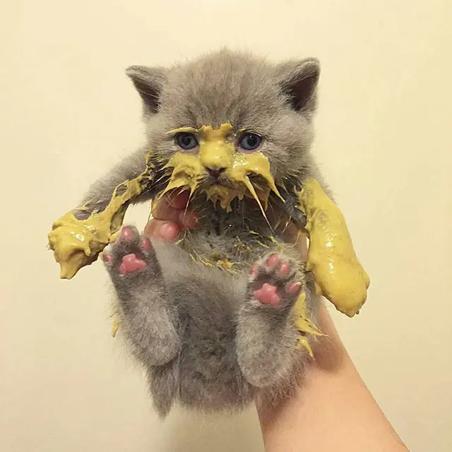 potret kocak kucing saat makan