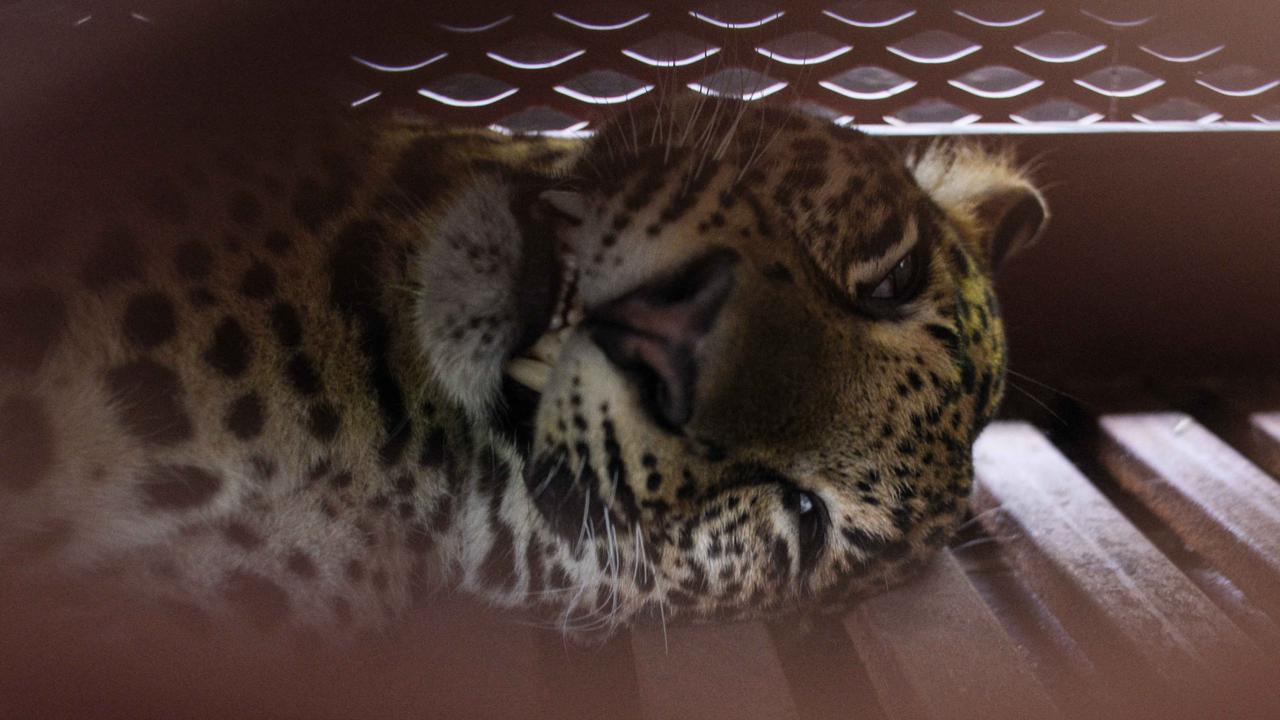 Bikin Heboh, Macan Tutul Liar Nyasar Masuk Hotel di Bandung