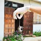 Tips Mengusir Tikus di Rumah Tanpa Perangkap Beracun / copyright shutterstock