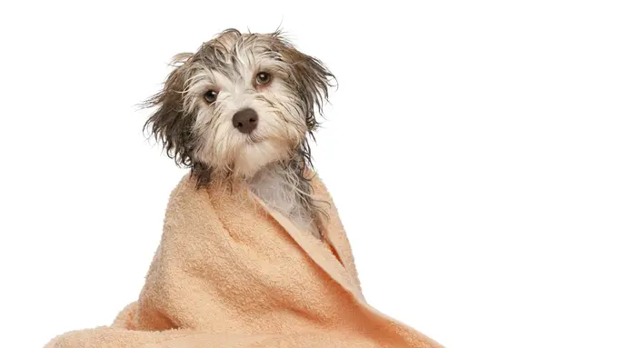 Simak! Kelucuan 15 Anjing yang Baru Selesai Mandi