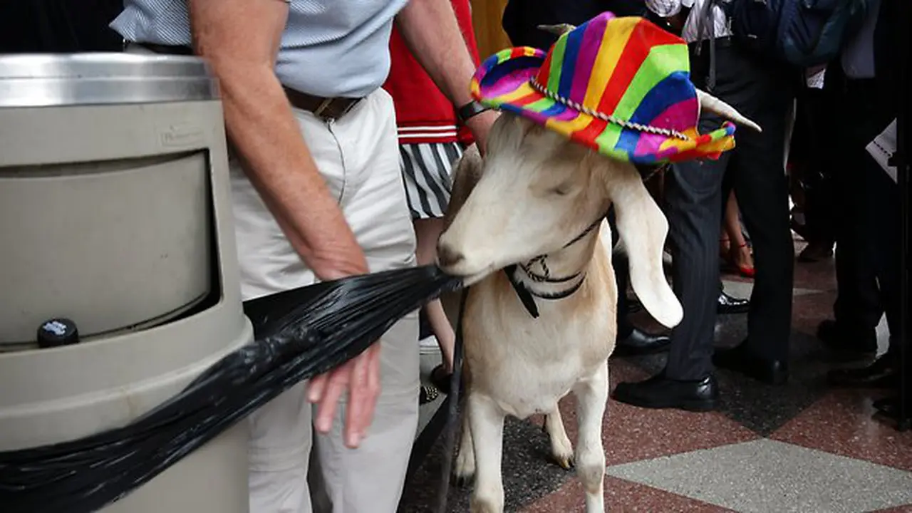Gary si kambing. (Daily Mail)