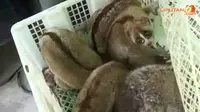 [VIDEO] Penyelundupan Ratusan Kukang Digagalkan