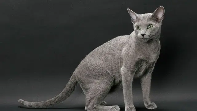 Russian Blue