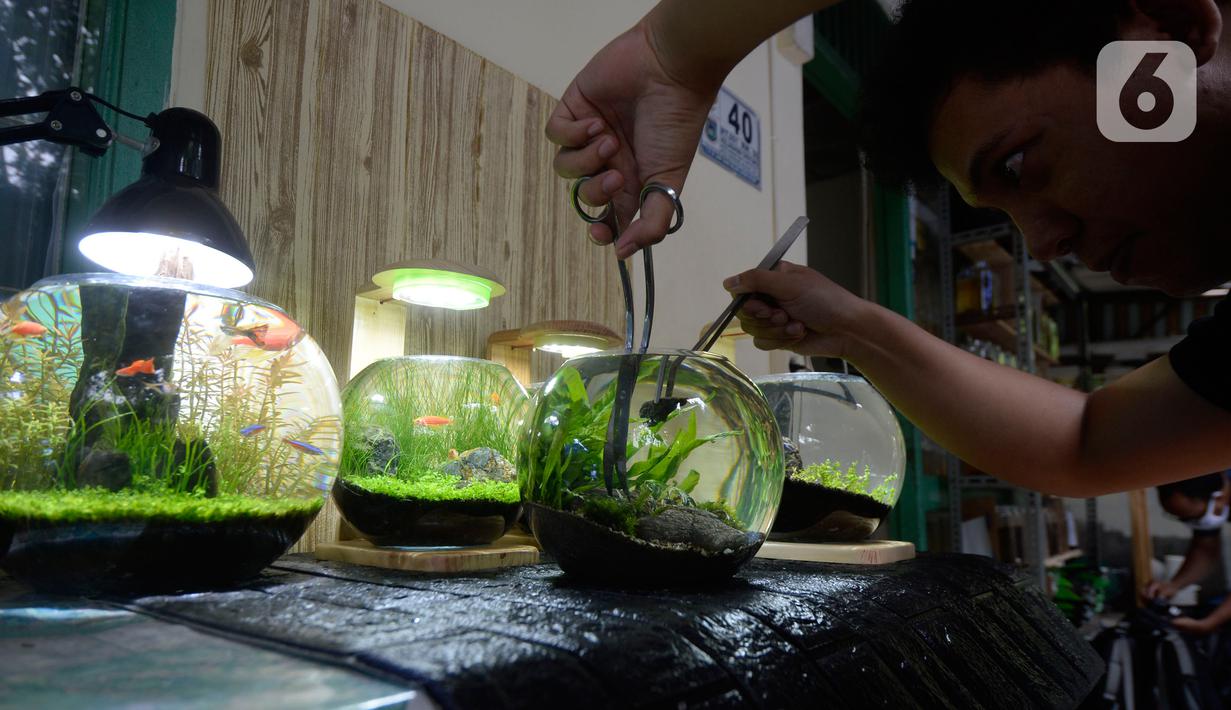 96 Aquarium Ikan Cupang Tangerang HD Terbaik