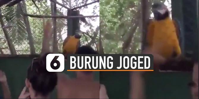 VIDEO: Kocak, Aksi Burung Joget Bersama Pengunjung