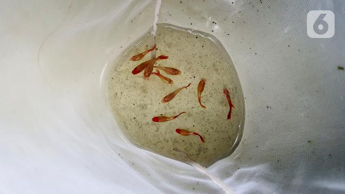 Ikan guppy atau Poecilia reticulata di Pondok Jagung, Tangerang Selatan, Kamis (10/8/2020). Ikan guppy yang berasal dari wilayah Amerika Tengah dan Selatan, masuk ke Indonesia pada tahun 1920-an sebagai ikan akuarium dan dapat berkembang biak dengan cepat. (Liputan6.com/Fery Pradolo)