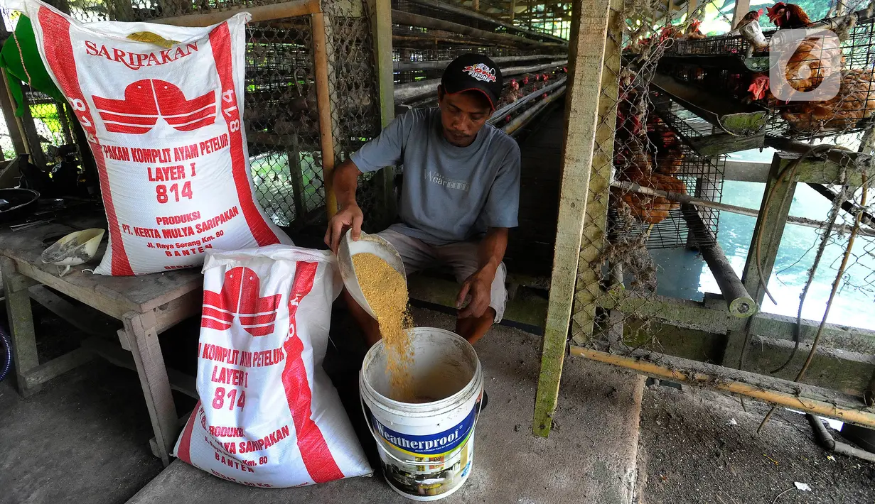 Peternak menyiapkan pakan ayam petelur di Gunung Sindur, Bogor, Jawa Barat, Selasa (6/6/2023). (merdeka.com/Arie Basuki)
