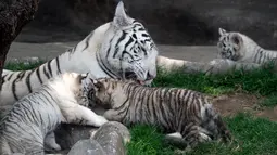 Induk harimau bengal, Clarita bermain dengan tiga anaknya di Kebun Binatang Huachipa, Lima, Peru, Selasa (30/10). Tiga bayi harimau bengal itu merupakan anak Clarita dan pasangannya asal Argentina, Yunga yang juga penghuni bonbin. (Cris BOURONCLE/AFP)