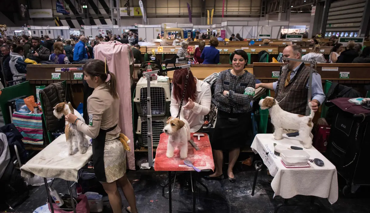 Para peserta mempersiapkan anjing Anjing Jack Russell Terrier miliknya selama hari kedua pertunjukan anjing Crufts di National Exhibition Centre di Birmingham, Inggris tengah, (9/3). (AFP Photo/Oli Scarff)