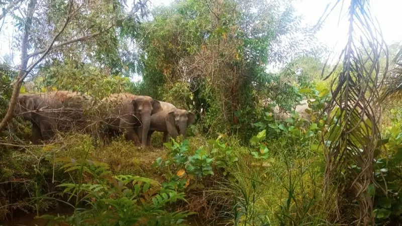 Kelompok gajah liar yang pernah digiring BBKSDA Riau untuk kembali ke habitatnya.
