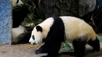 Ehmm...Seekor Panda Mencari Cinta ke Negeri China