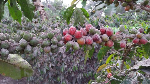 Abu Vulkani Guung SInabung
