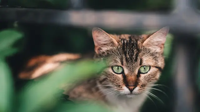 Ilustrasi Kucing (Unsplash)