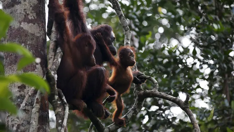 Nasib Orangutan Kian Terpinggirkan