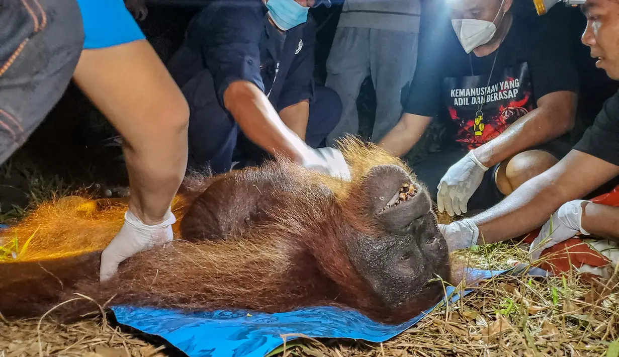 Petugas Balai Konservasi Sumber Daya Alam (BKSDA) bersama Orangutan Foundation International (OFI) memeriksa seekor orangutan yang dievakuasi dari kawasan terdampak kebakaran hutan dan lahan di Baamang, Kabupaten Kotawaringin Timur, Kalimantan Tengah, Rabu (14/10/2026). Kebakaran hutan dan lahan yang melanda Kalimantan dan Sumatra mengancam habitat satwa liar serta menyebabkan kabut asap menyelimuti sejumlah wilayah di Indonesia, Malaysia, dan Singapura. (REINA/AFP)