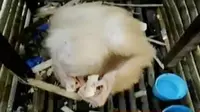 Warga Desa Tenggaring, Kalimantan Tengah menemukan orang utan albino (Liputan 6 SCTV)