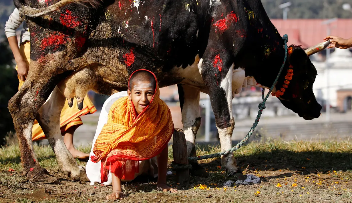 Seorang bocah merangkak di bawah sapi saat merayakan Festival Tihar/ Diwali di Kathmandu, Nepal, Minggu (30/10). Festival Tihar diselenggarakann oleh penganut Hindu di Nepal. (REUTERS / Navesh Chitrakar)