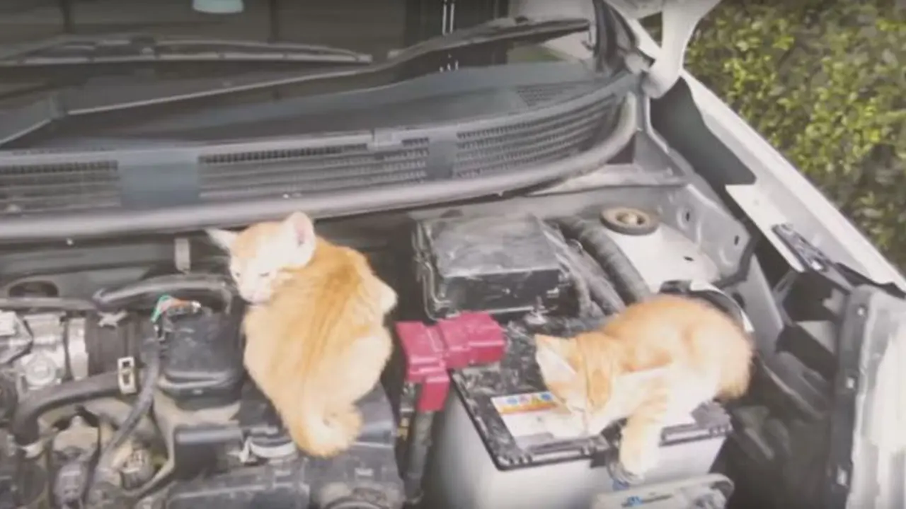 Cuaca Dingin, Nissan Minta Ketuk Kap Mesin Untuk Bangunkan Kucing